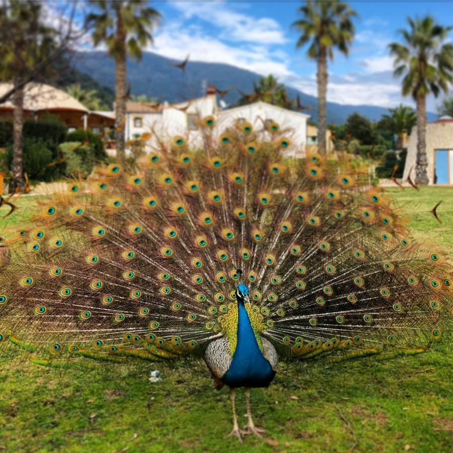 Can Jordi Del Montnegre Villa Sant Iscle De Vallalta Exteriör bild
